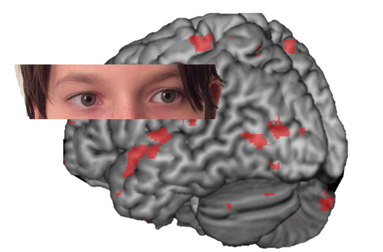 Adolescents engage specific brain regions when they avert their gaze from faces 