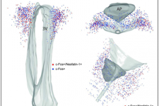 Modèle de l’organisation et du fonctionnement de la glie dans le complexe vagal dorsal montrant la diversité de ces cellules dans cette structure (d’après Dallaporta et al, Brain Research, 2010)