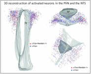 Modèle de l’organisation et du fonctionnement de la glie dans le complexe vagal dorsal montrant la diversité de ces cellules dans cette structure (d’après Dallaporta et al, Brain Research, 2010)